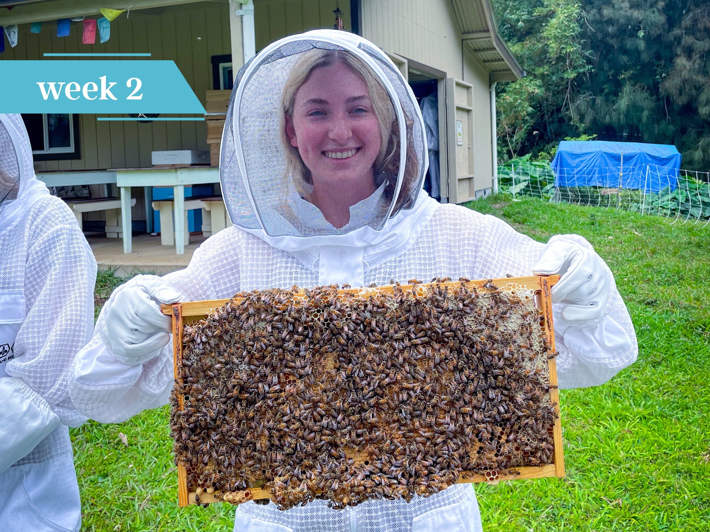 Apiary experience in Hawaii