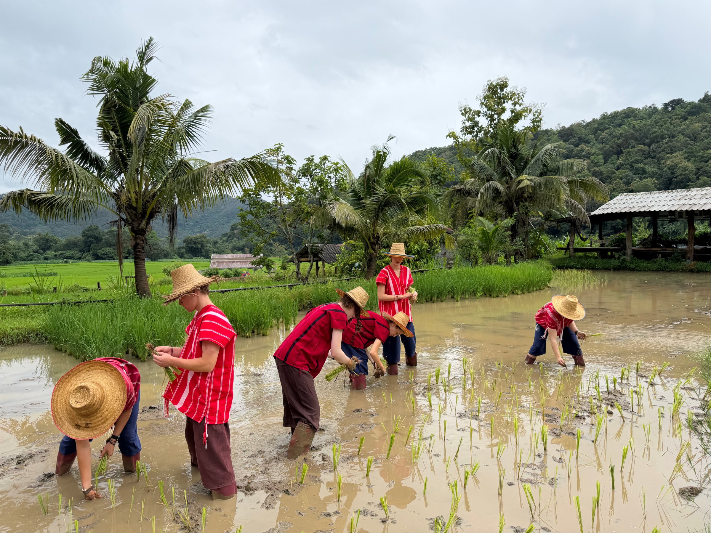 Group walking along a path beside green rice paddies