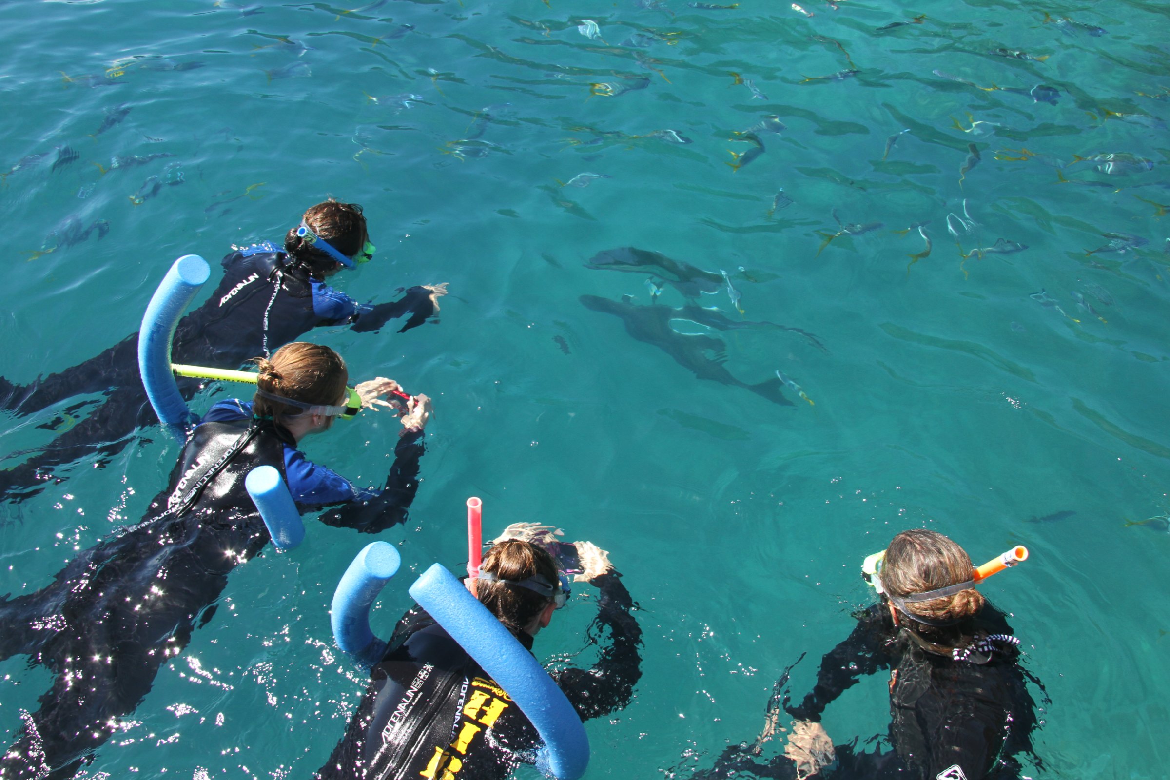 Group in stinger suits and snorkel masks on a boat