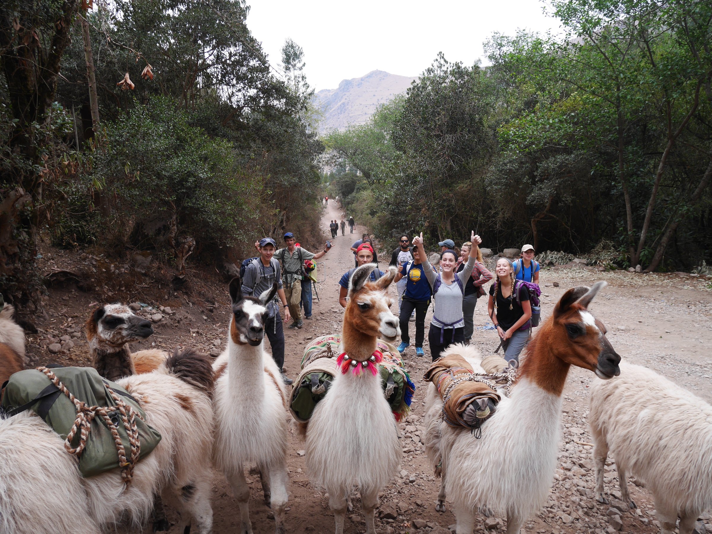 Students trekking with llamas in the Sacred Valley