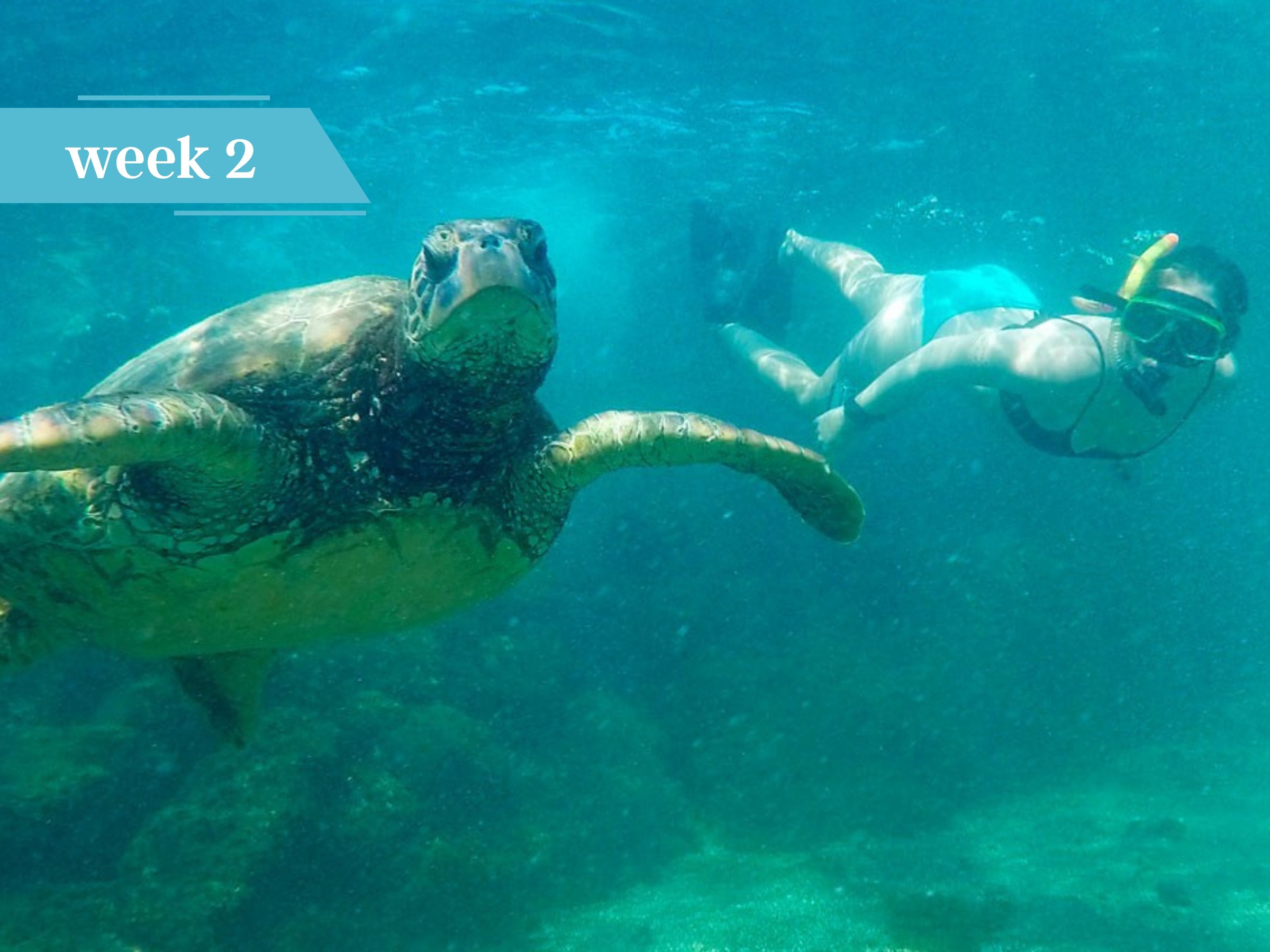 Student snorkeling with a turtle