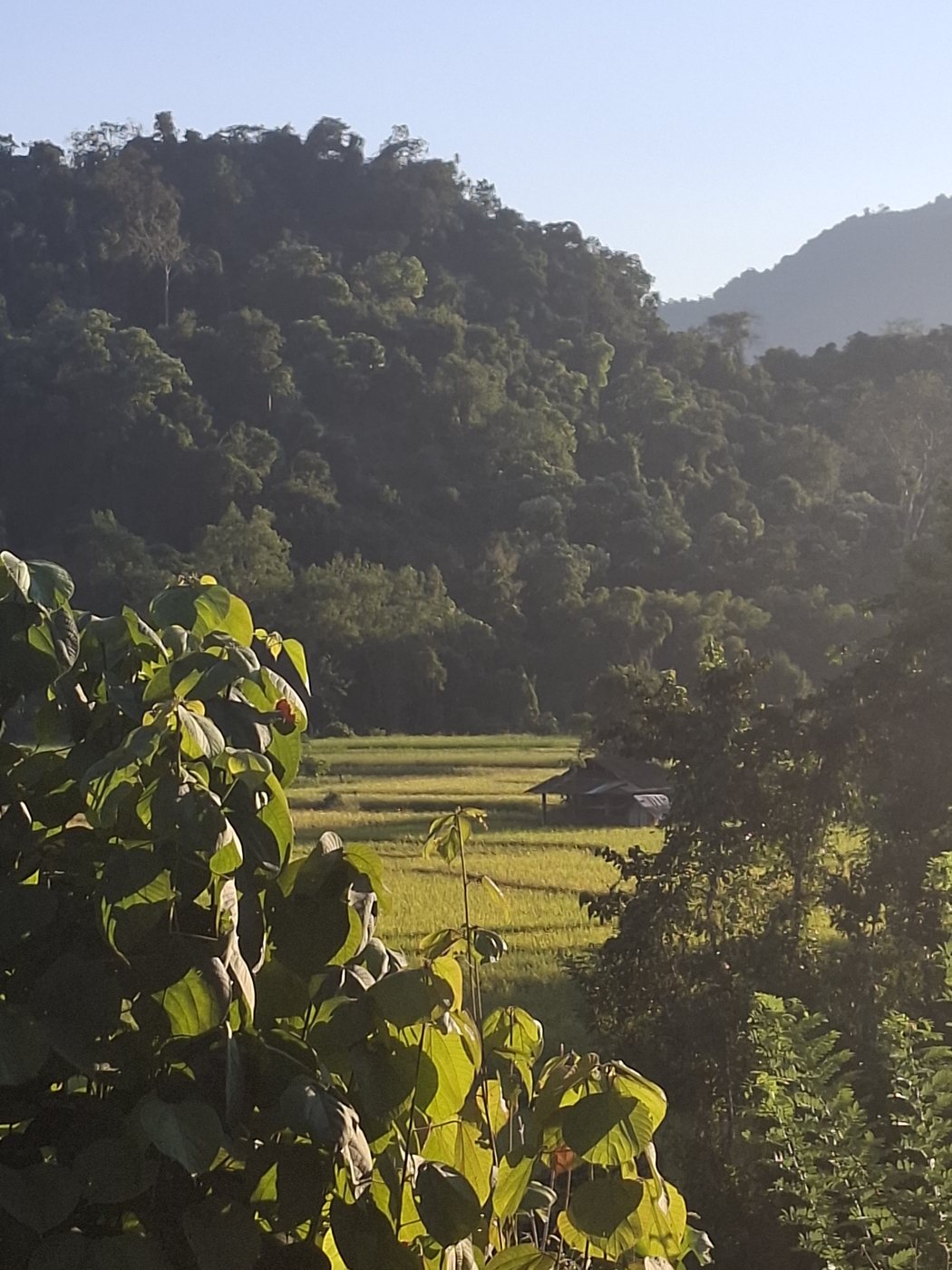 Rice terraces in a jungle valley at golden hour