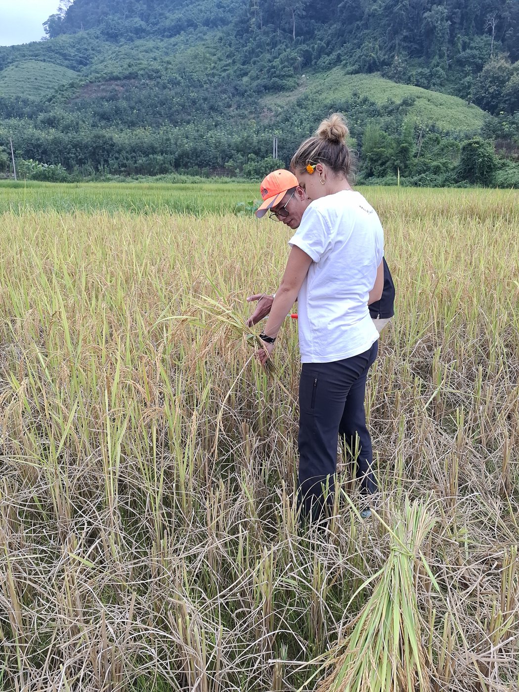 Student harvesting rice in a golden field